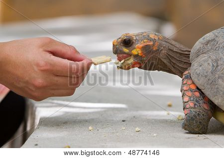 Cherry Head Red Foot Tortoise