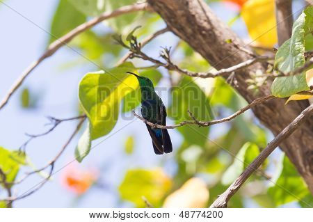 Antillean Crested Hummingbird (orthorhyncus Cristatus)
