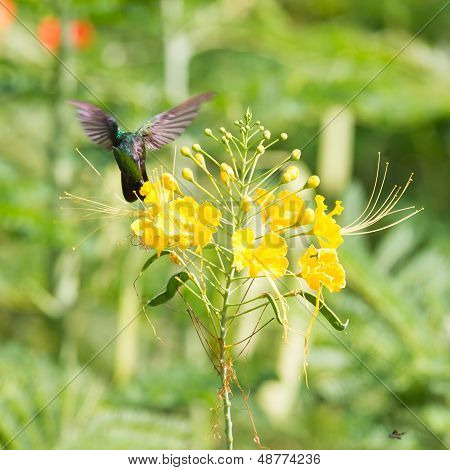 Antillean Crested Hummingbird (orthorhyncus Cristatus)