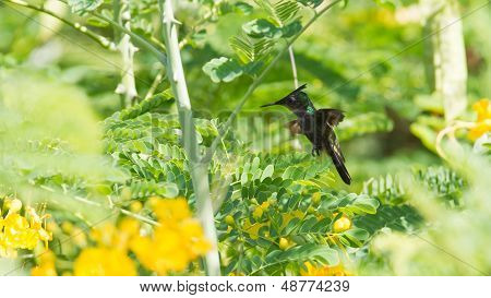 Antillean Crested Hummingbird (orthorhyncus Cristatus)