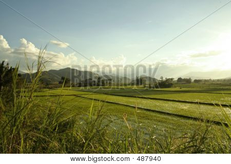 ทุ่งนา