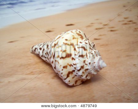 Shell