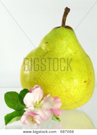  Gruszka