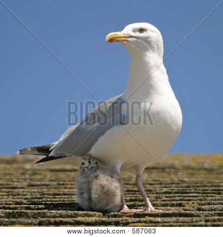 Matka & Chick