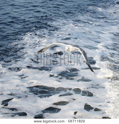 The image of fliing seagulls