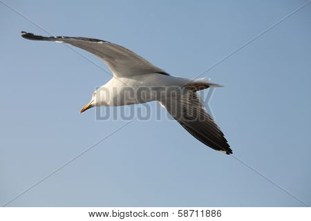 The image of fliing seagulls