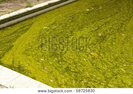 Close Up Algae Infested Green Slimy Swimming Pool