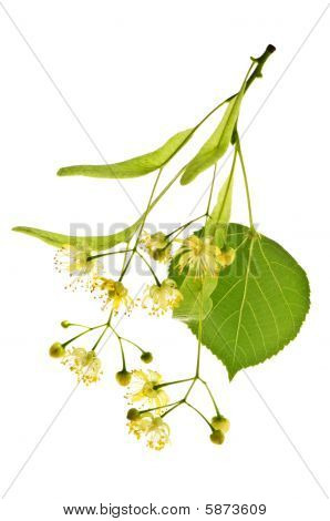 Flor de Linden