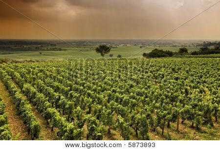 Vinice v Burgundsku