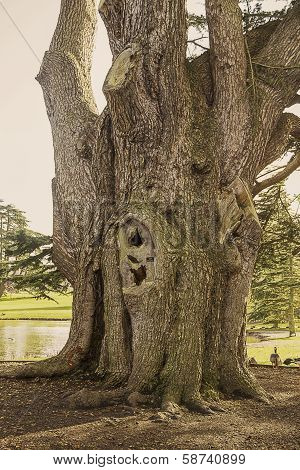 Huge Tree Trunk