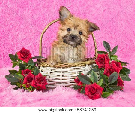Cute Little Yorki-poo Puppy