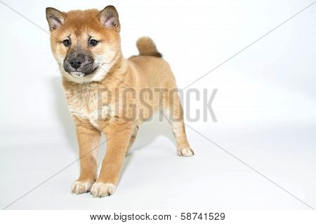Sheba Inu Puppy