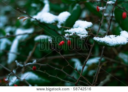 Seasons Combined