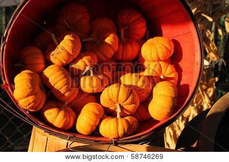 red clay bowl with mini pumpkins