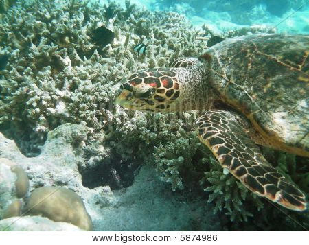 Tartaruga e barriera corallina