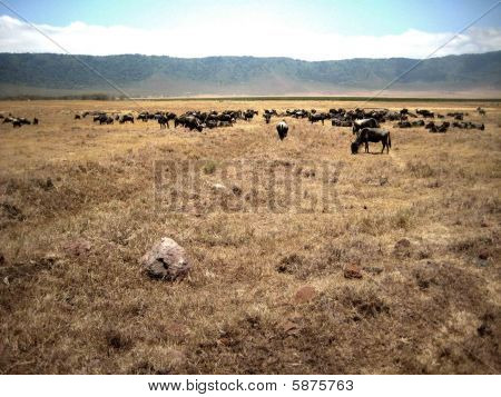 Buffalo