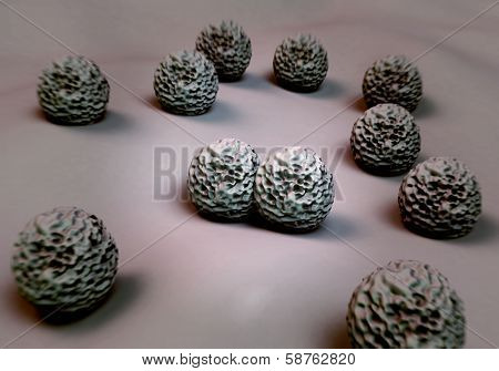 MRSA bacteria or superbug bacteria