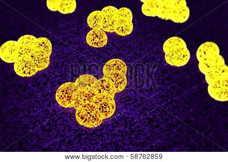 MRSA bacteria or superbug bacteria