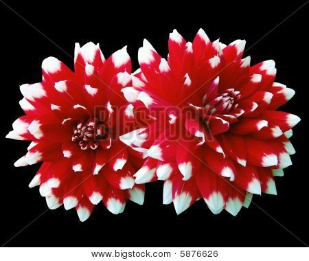 Deux des Dahlias rouges