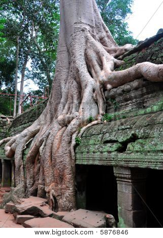 Banyan tree roots growing over a temple, Angkor Wat, Siem Reap, Cambodia