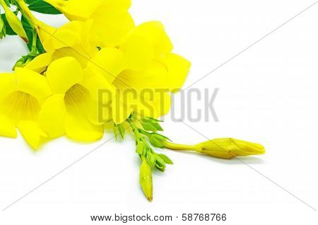 Allamanda