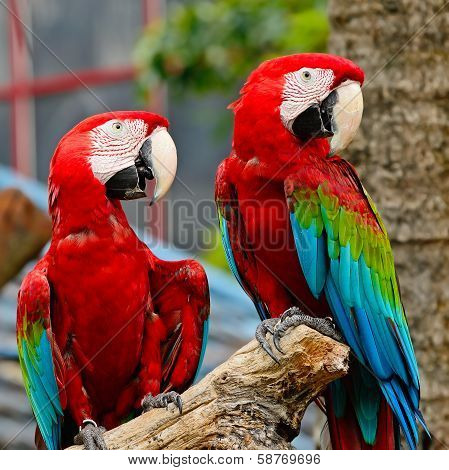 Greenwinged Macaw