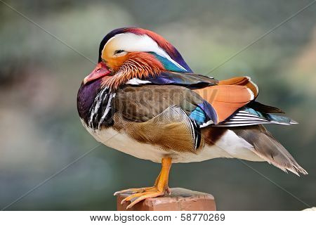 Mandarin Duck
