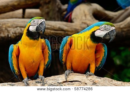 Blue And Gold Macaw
