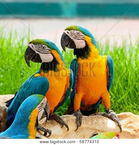 Blue And Gold Macaw