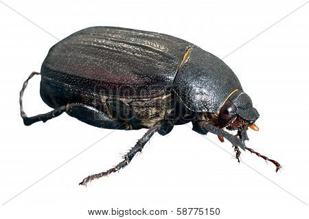 Beetle Chafer