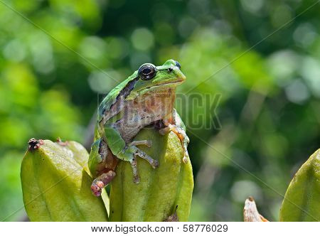 Hyla (tree Toad)