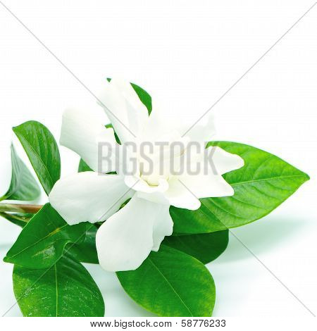Gardenia