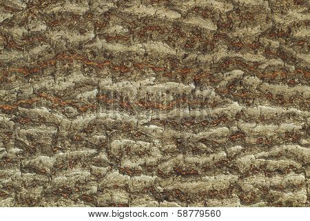 Highly detailed tree bark texture