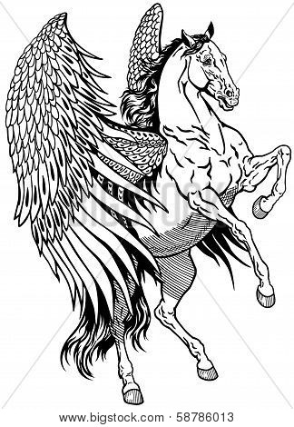 White Pegasus