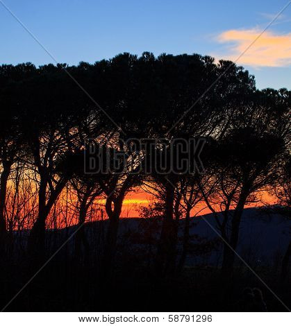 Silhouette Of Trees