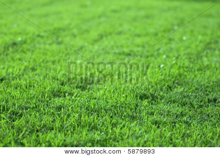 erba