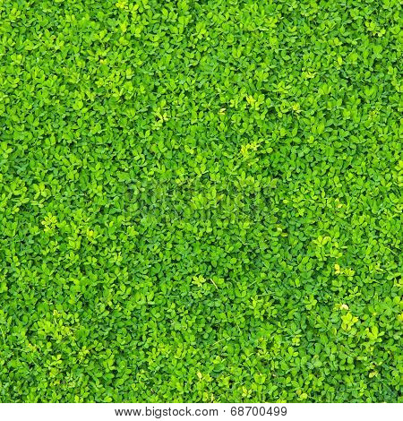 Tiny Green Leaves