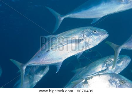 Gele gestippelde Trevally (carangoides Fulvoguttatus)