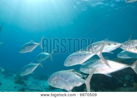 Gele gestippelde Trevally (carangoides Fulvoguttatus)