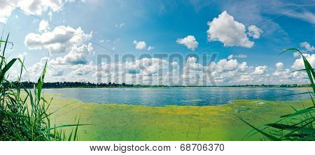 Panorama Of The Summer Overgrown Lake.