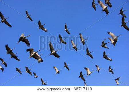 Flock Of Demoiselle Crains Flying In Blue Sky, Khichan Village, India