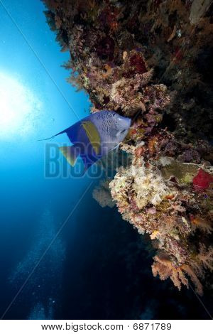 Yellowbar Angelfish og Ocean