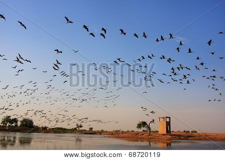 Flock Of Demoiselle Crains Flying In Blue Sky, Khichan Village, India