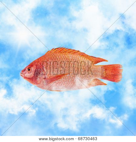 Raw Red tilapia