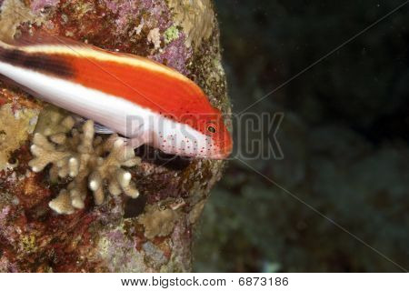 Gyöngyös Hawkfish