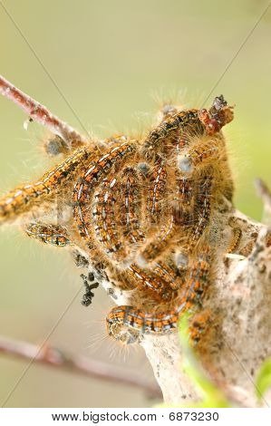 Tenda Caterpillar