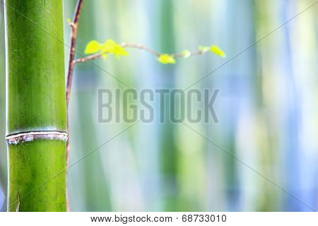 The Bamboo Forest Of Kyoto, Japan