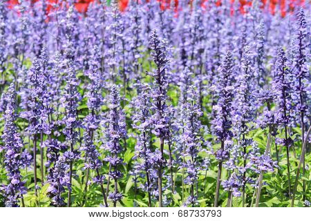 Lavender And Flower Garden