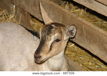 Hirsch-Ziege