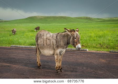 Wild Burros
